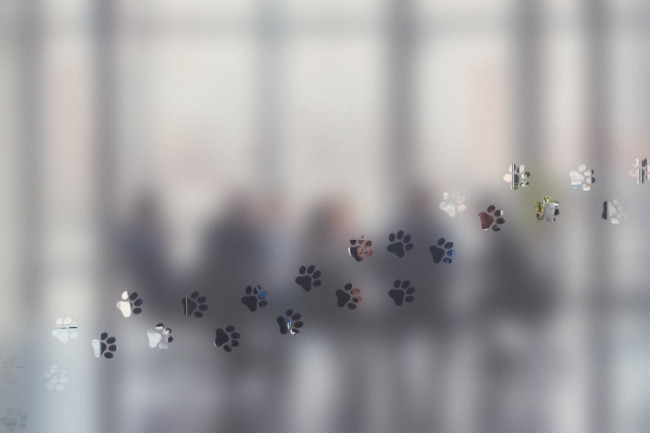 Paws Privacy Window film